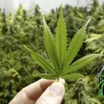 Presidente Chaves recuerda agilizar proyecto para consumo recreativo de marihuana